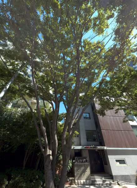 tree photo