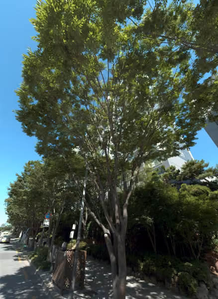 tree photo