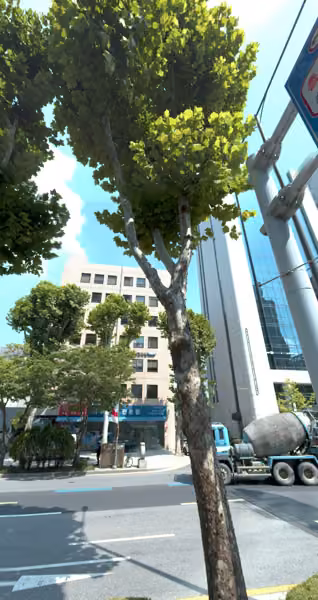 tree photo