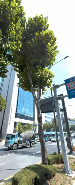 tree photo