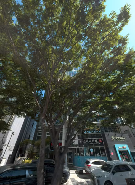 tree photo