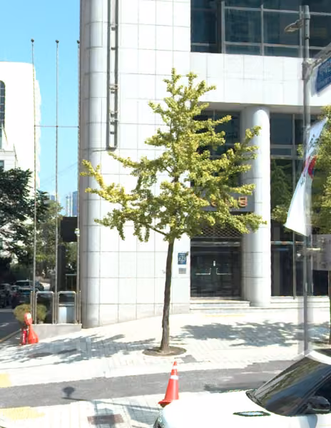 tree photo