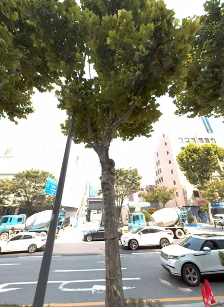 tree photo