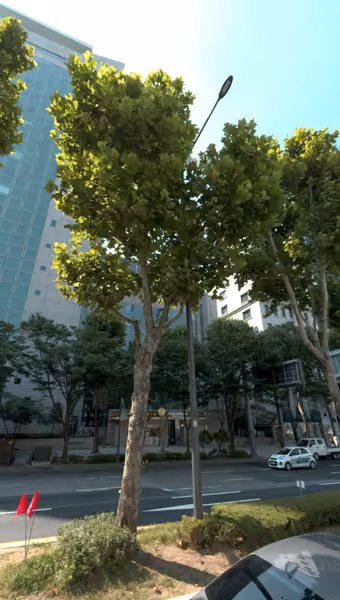tree photo