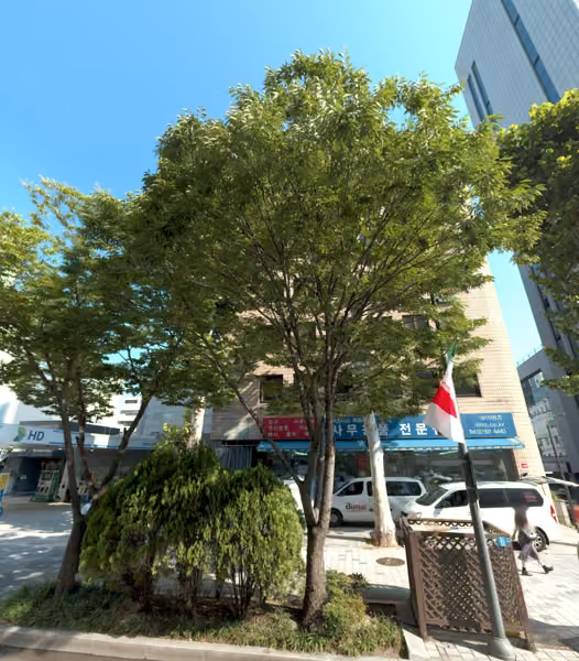 tree photo