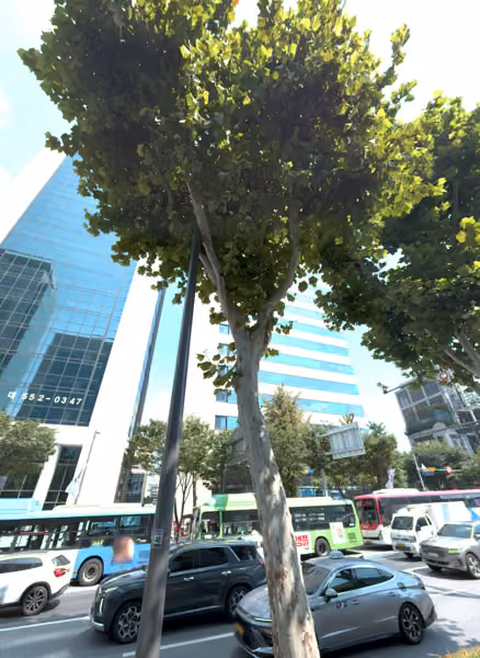 tree photo