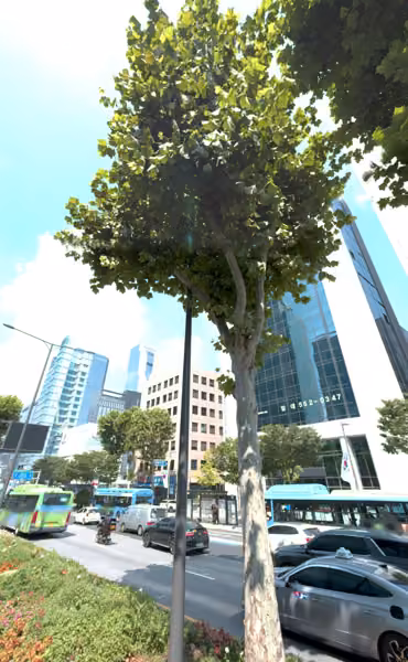 tree photo