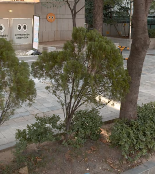 tree photo