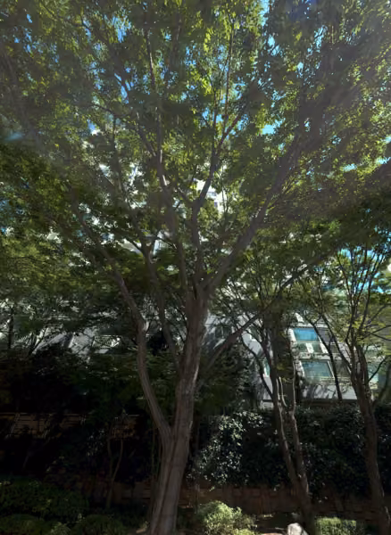 tree photo