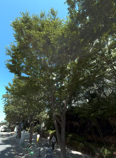 tree photo