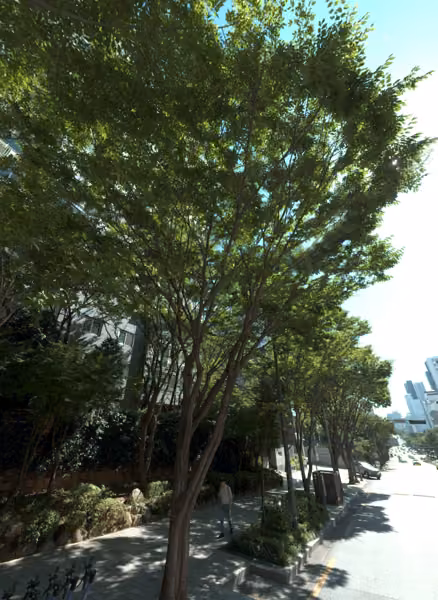 tree photo