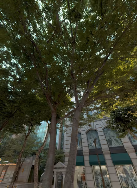tree photo
