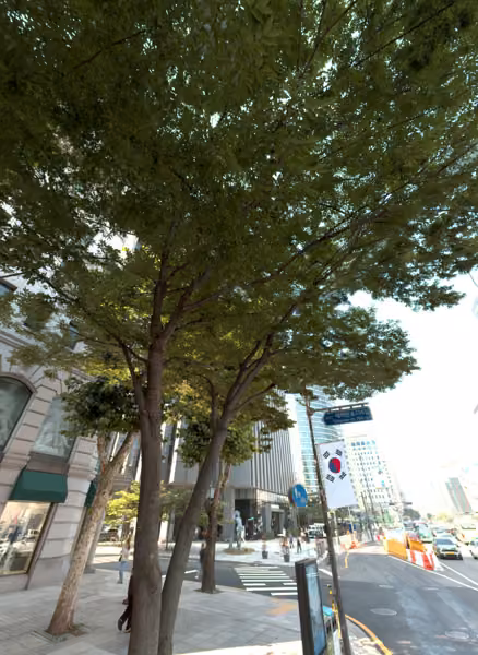tree photo