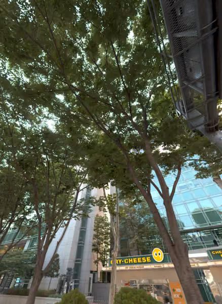 tree photo
