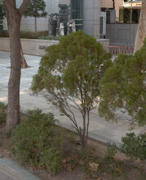 tree photo