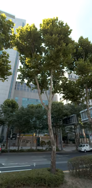 tree photo