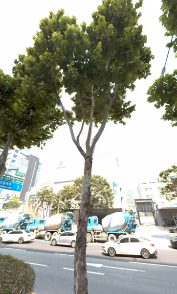 tree photo