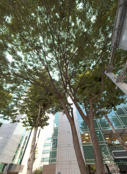 tree photo