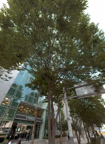 tree photo