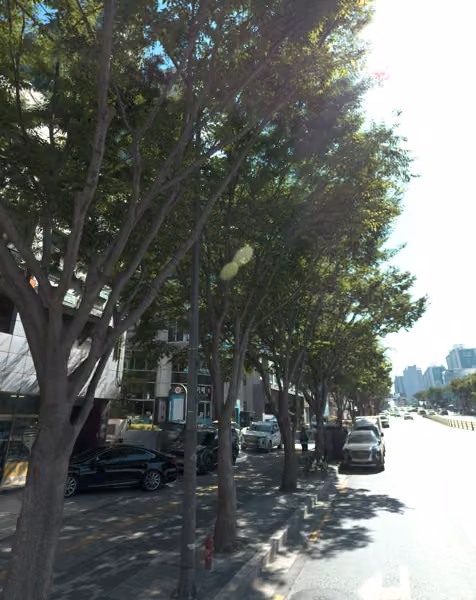 tree photo