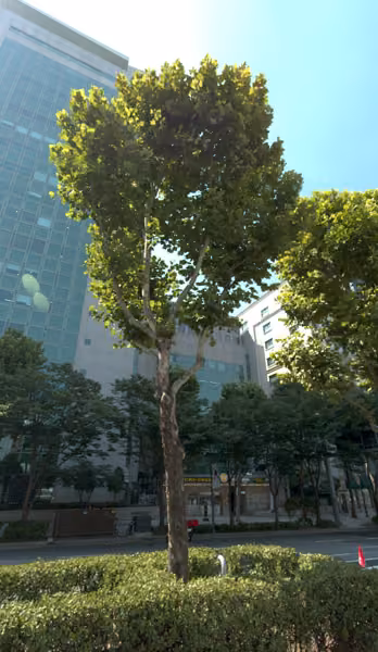 tree photo