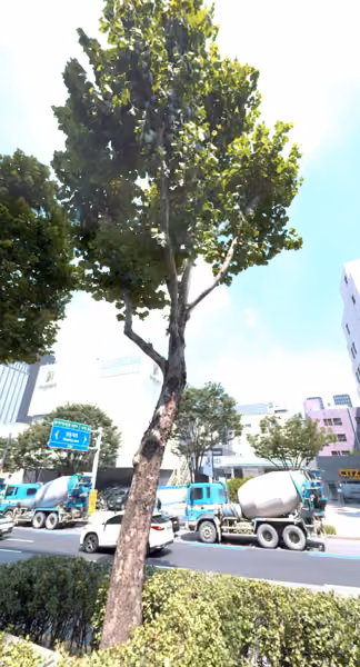 tree photo
