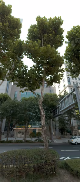 tree photo