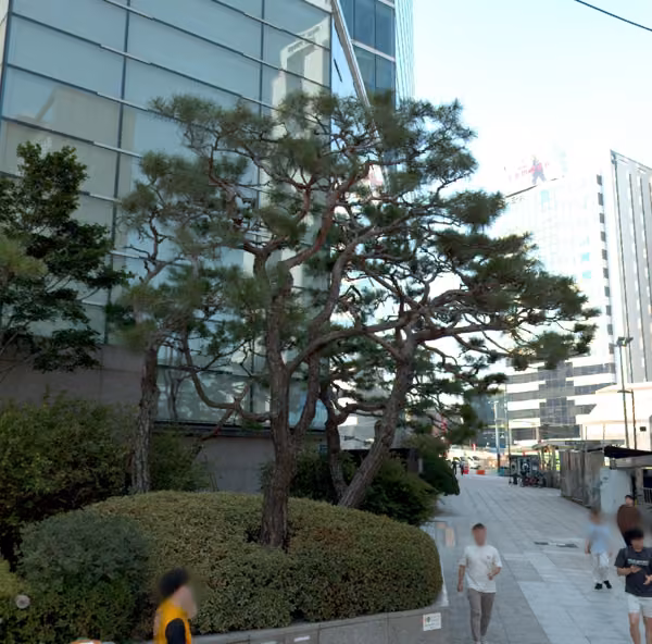 tree photo