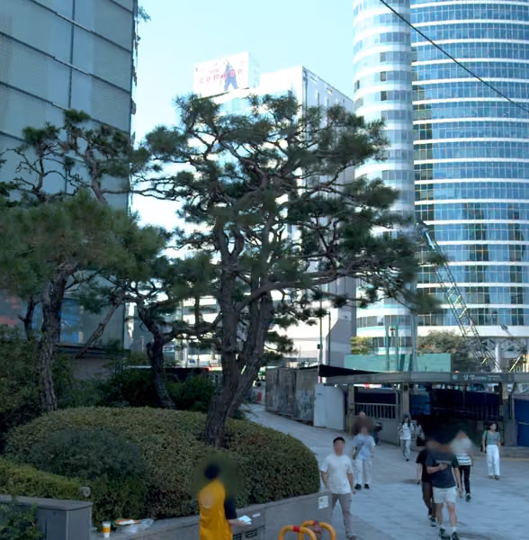tree photo