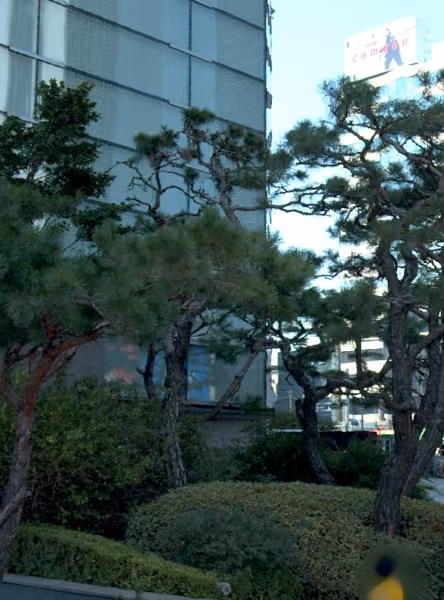 tree photo