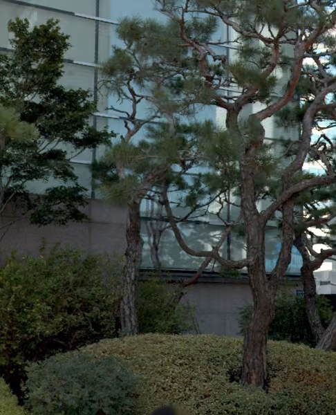 tree photo