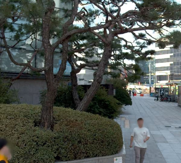 tree photo