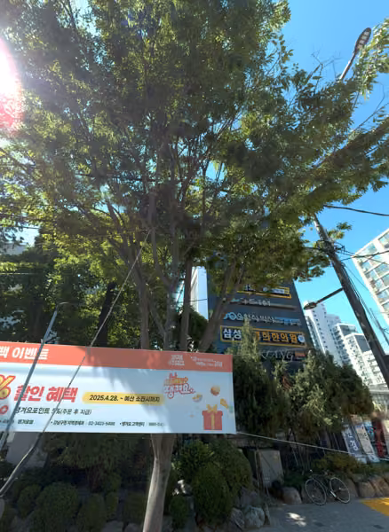 tree photo