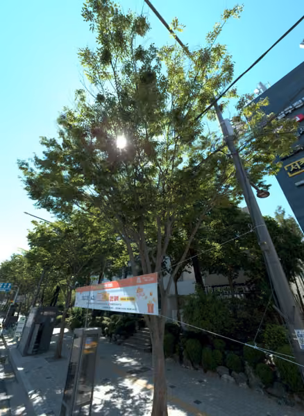 tree photo