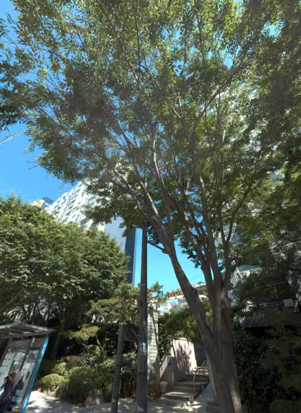 tree photo