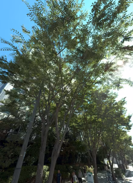 tree photo