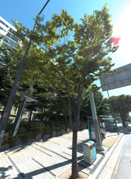 tree photo