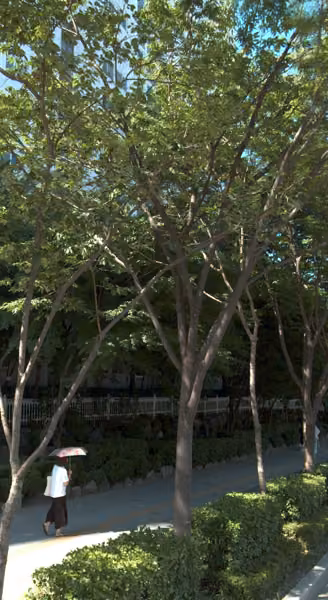tree photo