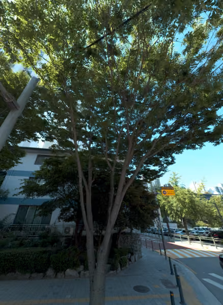 tree photo