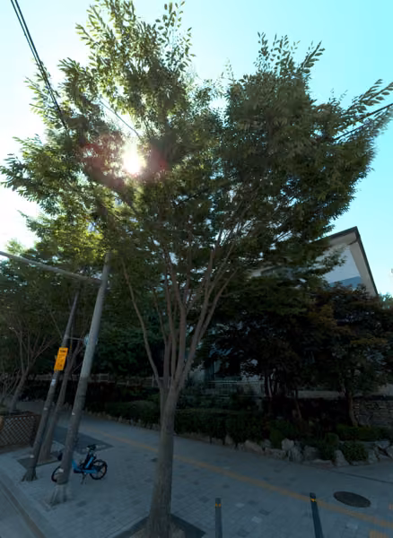tree photo