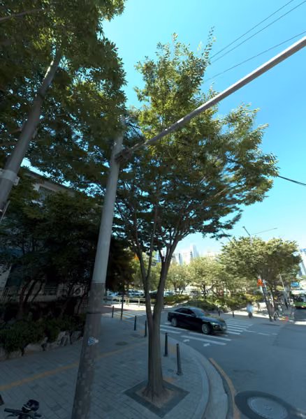 tree photo
