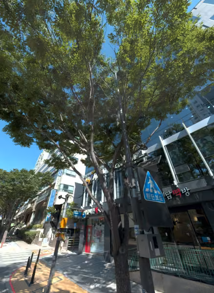 tree photo