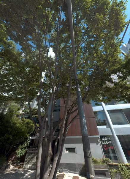 tree photo