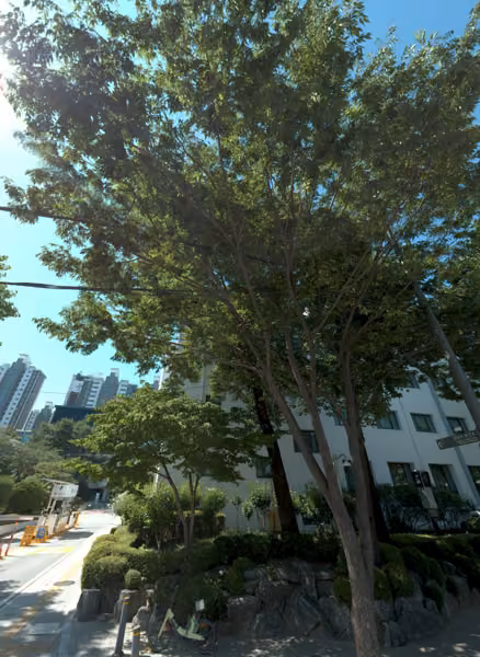 tree photo