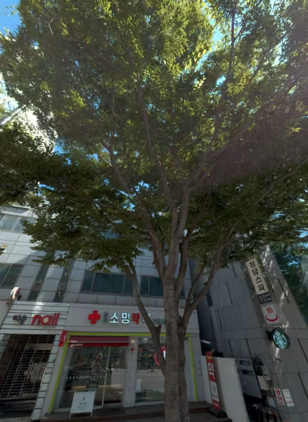 tree photo