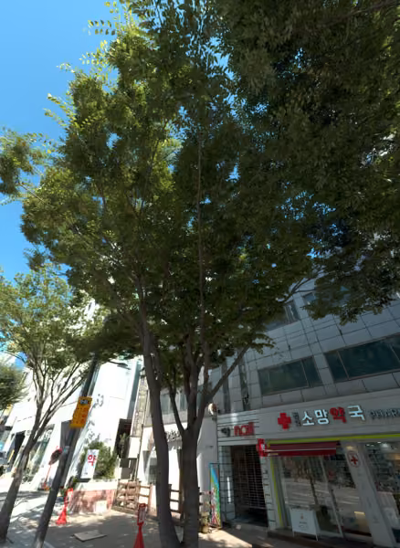 tree photo