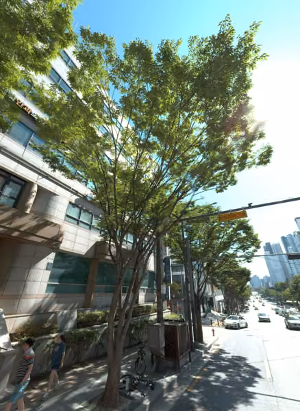 tree photo