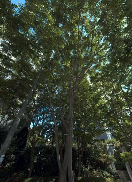 tree photo