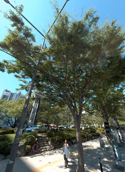 tree photo