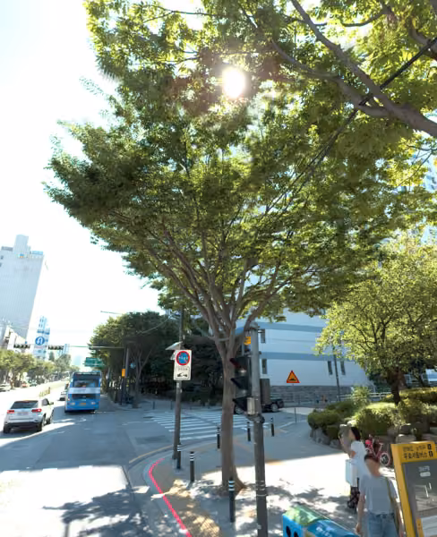 tree photo